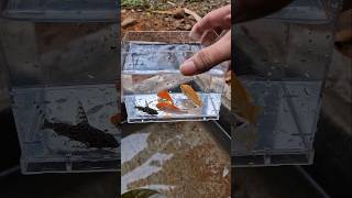 catch broomstick fish and goldfish and tilapia in small ponds #shorts #shortvideo #viralvideo