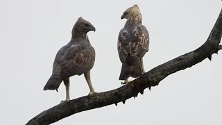 Juvenile CHANGEABLE HAWK-EAGLE paid its parent a visit