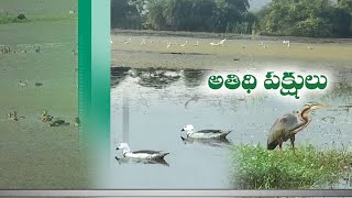 Migratory Birds Arriving Every Year to Venkannadora Cheruvu | Locals Demanding Make a Tourist Place