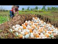 wow best fishing - pick a lot of duck eggs and snails under tree stump at field by hand skills