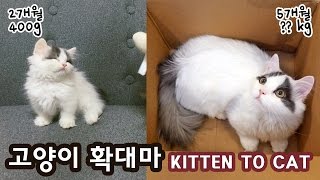 고양이 확대마: 쵸비의 성장 KITTEN TO CAT: RAPID GROWTH