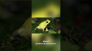 Golden Poison Dart Frog: Nature’s Most Lethal Beauty