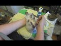 force feeding a sick chinchilla.