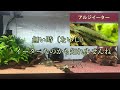 【飼育前に伝えたい】コケ取り生体別メリットとデメリットを解説！熱帯魚編【アクアリウム】