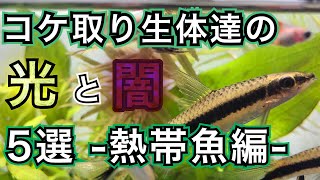 【飼育前に伝えたい】コケ取り生体別メリットとデメリットを解説！熱帯魚編【アクアリウム】