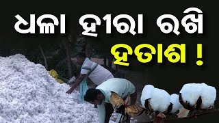 ଧଳା ହୀରା ରଖି ହତାଶ ! | Odisha Reporter