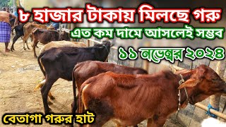 ৮ হাজার টাকায় মিলসে গরু, এত কম দামে আসলেই সম্ভব | বেতাগা গরুর হাট | নগর বাংলা টিভি