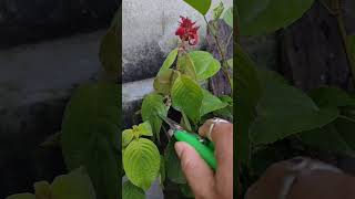 What to do if millibugs are found in Musanda plants #garden #tips #plant