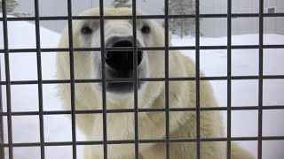 20220221:今日の円山動物園