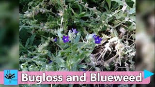 Bugloss \u0026 Blueweed, Noxious Weeds \u0026 why they are a problem