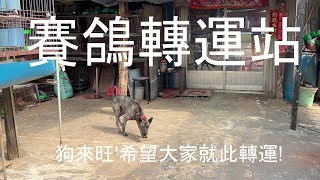 賽鴿轉運站(Pigeon transfer station)