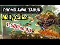 MOLLY CALICO MERPATI ( PROMO AKHIR TAHUN ) ‼️ MURAH ‼️ budidaya ikan molly