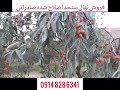 طرح توجیهی باغ سنجد،درآمد سنجدکاری،فواصل کشت نهال سنجد،تعداد درخت سنجد درهکتار،قیمت نهال سنجدصادراتی