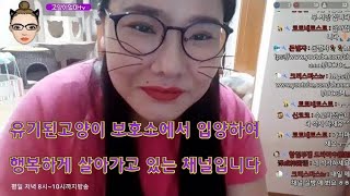 유기묘 고양이들 입양하다보니 대식구가 되었어요 제97화