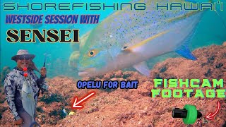 SHOREFISHING HAWAI'I: WESTSIDE SESSION WITH SENSEI 🎣🐟🤙🏽 #hawaiirhinofishing #hanapaa #gofishcam #fyp