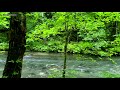 4k 新緑でリラックス fresh green leaves 奥入瀬渓流 oirase stream relaxing sound japan 十和田観光 relaxation 旅行 観光 青森