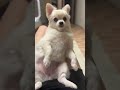 お腹に座るポメチワが可愛くて愛らしくてヤバい🥰 shorts ポメチワ 子犬 dog