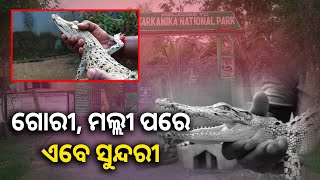 ଭିତରକନିକାରେ ପୁଣି ଏକ ଧଳା କୁମ୍ଭୀରକୁ ନେଇ ପରିବେଶବିତ୍ ଖୁସ୍ ||Knews Odisha || Knews Odisha