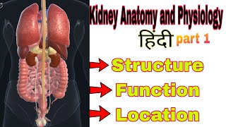 Kidney anatomy & physiology in Hindi | Structure | Functions | Location #kidneyfunction