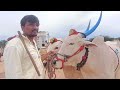 సోమవారం పత్తికొండ ఎద్దుల సంత సంతలో ధరలు the biggest cattle market pattikonda oxes videos