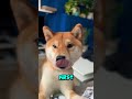 tiny little taste please 🐶 video funny shorts pets dogcute noddyshiba dog dog cutedog