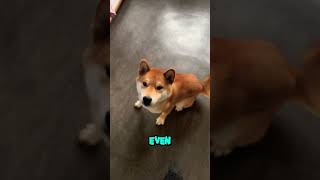 Tiny little taste please 🐶 #video #funny #shorts #pets #dogcute #noddyshiba #dog #dog #cutedog