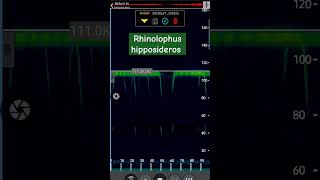 Lesser horseshoe bat (real speed in heterodyne) recorded with the EMT 2 from Wildlife Acoustics