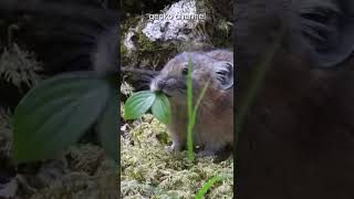 【Pika meal】エゾナキウサギもぐもぐタイム　Ochotona hyperborea yesoensis  #Shorts