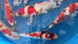 当歳選別その後 #錦鯉 #倉敷錦鯉 #錦鯉アクアリウム #koi #carp