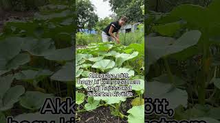 Túl nagyra nől a tök palanta!🫣 #farmlife #tanya #tök #pumpkin #garden #kert