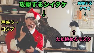 🎄猫も鳥も人間もメリクリですね〜🎅🎄