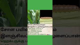 சோளத்தில் இளஞ்சிவப்பு தண்டு துளைப்பான் பூச்சி மேலாண்மை #sorghum #insects #pestcontrol #shorts