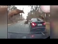 Herd of deer leaps over moving vehicle to avoid crash