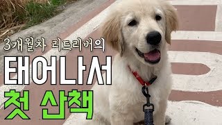 태어나 처음산책하는 아기 리트리버! 바깥세상 모든것이 신기하다!