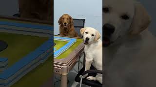 This mahjong game is going to compete with dogs for IQ.# shorts# adorable# golden retriever# cute#