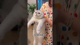 这是猫咪不是野兽