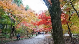 【2014 Autumn】平林寺境内紅葉林2014 Heirinji Zen Temple ・ Autumn Leaves