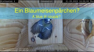 21.09.2023: Ein Blaumeisenpärchen? - A blue tit couple? (Nistkasten 4)