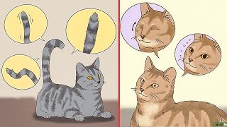 😻 10 signs to understand your cat behavior 😸