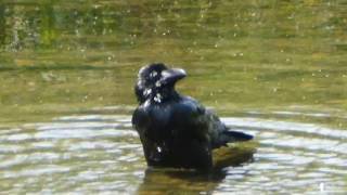 真夏日、カラスのマジな行水