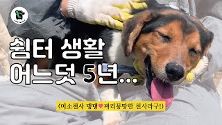 이렇게 착하고 예쁜 아이가 보호소 생활 5년차라니요😭