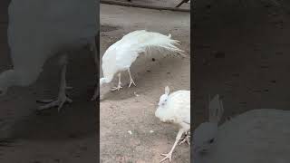 优雅的白孔雀…姿态优美从容自如…#孔雀 #人与自然 #animals #cute #peacock