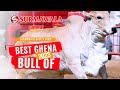 Surmawala Cattle Farm 2023 | Cow Mandi | Quality Livestock and Memorable Experiences