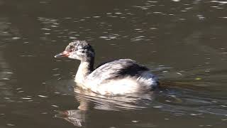 Little Grebe カイツブリの赤ちゃん泳ぐのめっちゃ早い