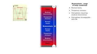 Homeostasis (range of body conditions, normal limits, mild stresses & severe stresses)