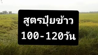 สูตรปุ๋ยข้าว 100-120 วัน เกินนาผลิตสูง #สูตรปุ๋ย