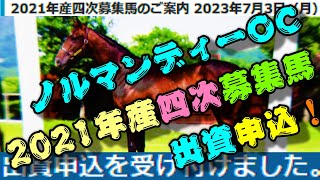 【一口馬主】ノルマンディーOC2021年産四次募集馬出資申込！-レディパレスマリス-【ノルマンディーOC】