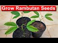 Grow Rambutan from Seed: FUN and Easy! (English)