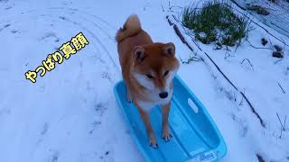 柴犬ポンちゃん^. .^ Э　　初ソリ🛷遊び