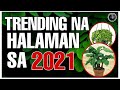 TRENDING NA HALAMAN SA 2021 | TRENDING HOUSE PLANTS FOR 2021 | Bhes Tv